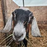 Farm Camp Session-Goats/Sheep