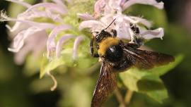 Prairie Tour and Bumble Bee Atlas Training at Snowball Hill