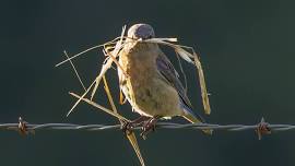 Birds of SoHum Walk