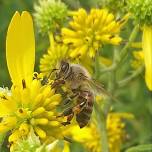 Nature Kids: Team Bees