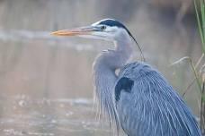 Birding for Connection in Marsh Habitat