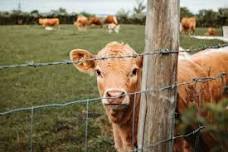 Edmonton Urban Farm Free World Milk Day Celebration