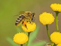 The Power of Pollinators