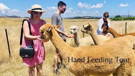 Alpaca Hand Feeding Tour