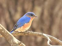 Summer Birding Stroll at Norristown Farm Park