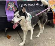 Texas Husky Rescue San Antonio Meet and Greet