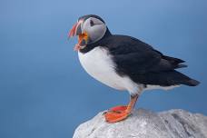 Acadia National Park (+ Puffins) with John Slonina