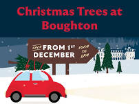 Boughton Christmas Trees