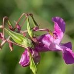 Himalayan Balsam clearance