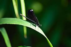 Dragonflies and Damselflies Hike*