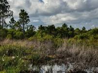 Classic Loxahatchee Slough Hike on the OTLHT - 10+ Miles (Small Group)