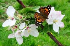 23rd Annual Apple Blossom Festival & Craft Show