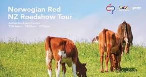 Norwegian Red Tour - Canterbury - Ashburton