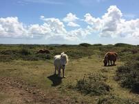 St Agnes guided walks 2024 -  Trevellas to St Agnes Harbour