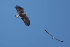 CT Audubon EcoTravel: Eagle/Osprey Boats