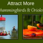 Attract More Hummingbirds & Orioles