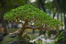 Bonsai Workshop | Sustainability & Nature Lecture Series