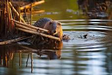 Naturalist Passport- Beaver Builders