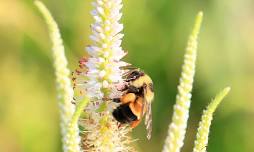 Our Endangered Bee - Fort Atkinson