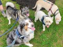 Longford Park and Reynold's Dog Park- route along canal