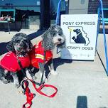 Cuddles and Coffee with the Pony Express Therapy Dogs