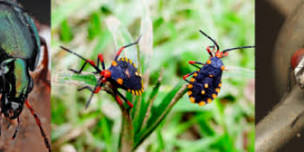 Butterfly Pavilion: Family Science Night