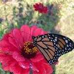 Magical Wings at Mountain Meadow