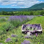 Open-Lavender Field