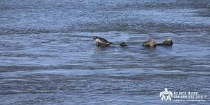 AMSEAS Seal Walk & Beach Cleanup at Cupsogue County Park