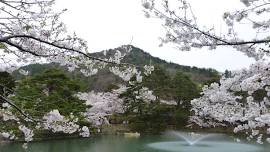 Mato Park Sakura Festival