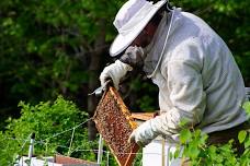 Inside the Beehive