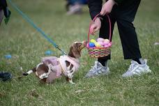 Doggy Easter Egg Hunt