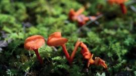 Naturalist Niche: Marvelous Mycology