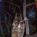 Owl Prowl