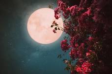 Pink Moon Ritual for Self-Awareness and Intuition