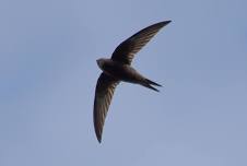 Swift and House Martin walk