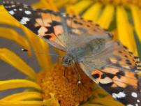 Butterflying at Bubbling Ponds on Thursday May 30th, 9-11:30 AM