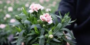 'Women in Horticulture' canapés at the HTA Plant Show