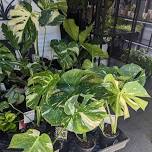 Huge plant drop - the last restock until spring