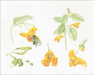 New England Wildflowers, A New England Society of Botanical Artists Illustrated Exhibit