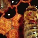 VARROA MITE CLINIC