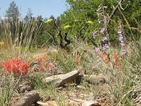 Wildflower Walk