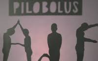 Shadow Camp with Pilobolus (ages 9–12)