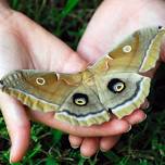 Family Night Hike - Moonlit Moths