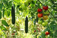 How Does Your Veggie Garden Grow? - Palo Alto