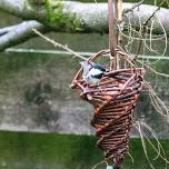 Wellbeing and Willow Weaving Workshop