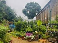 Plant Sale at Clitterhouse Farm