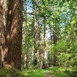 Portola Redwoods State Park & Pescadero Creek County Park Hike & Picnic