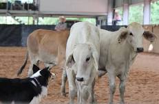 Toogoolawah Trial & Shepperson & Boyd Dog Sale 2024