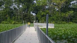 Arlington Wetlands Volunteer Workday